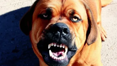 Illustration growl - Image 1