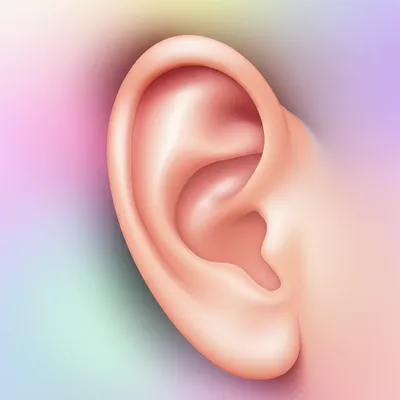 Illustration cartilaginous