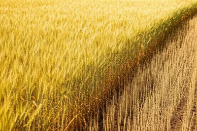 Illustration boomed - Image 1