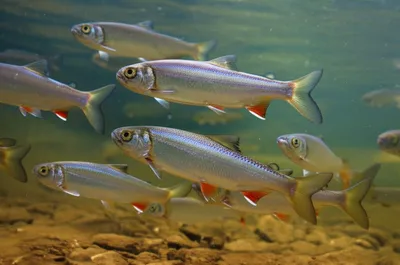 Illustration grayling - Image 1