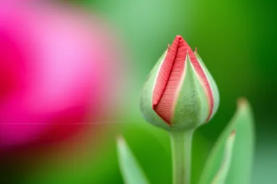 Illustration can - Image 1