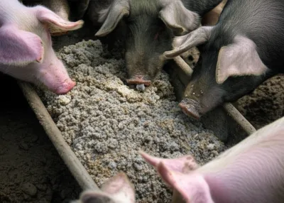 Illustration muck - Image 1