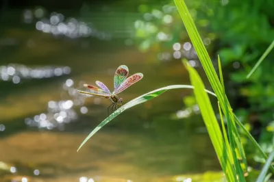 Illustration demoiselle - Image 1