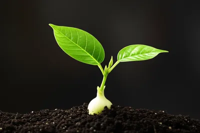 Illustration swell - Image 1