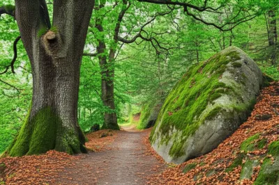 Illustration flank - Image 1