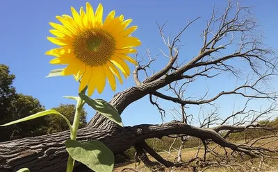 Illustration outlived