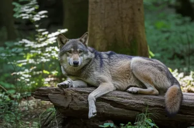 Illustration loafer - Image 1