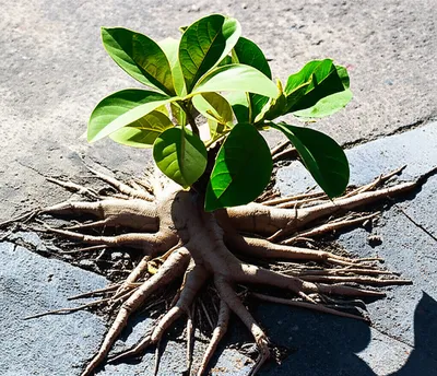 Illustration tolerance