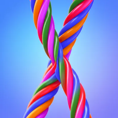 Hình ảnh minh họa chromatid