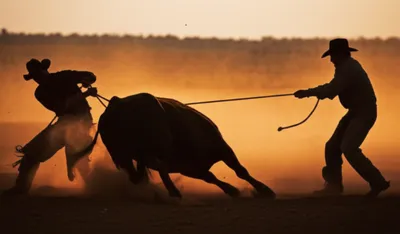 Illustration wrangle