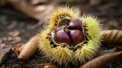 Illustration marron - Image 1