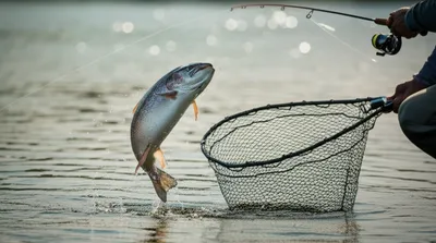 Illustration hook - Image 1