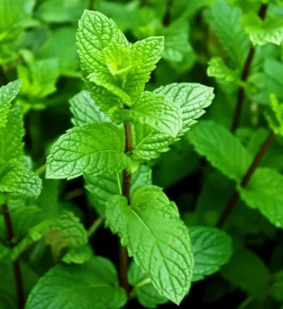 Illustration labiate