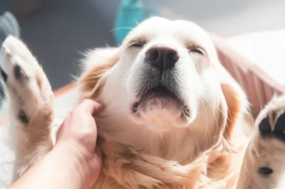 Illustration petted - Image 1