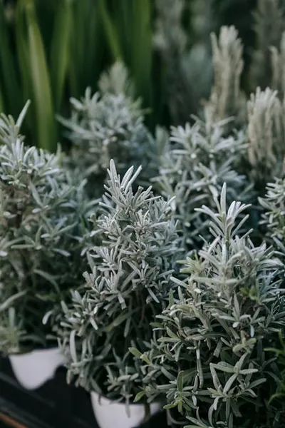 Illustration artemisia - Image 2