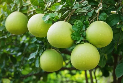 Illustration pomelo - Image 1