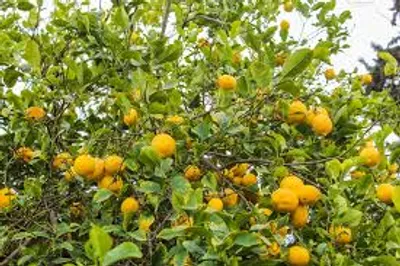 Illustration lemon - Image 3