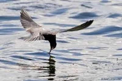 Illustration hawk - Image 2