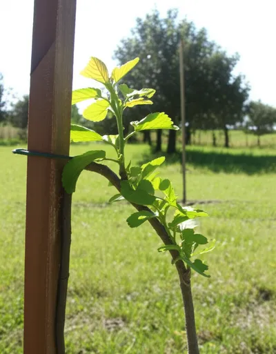 Illustration reinforces - Image 2