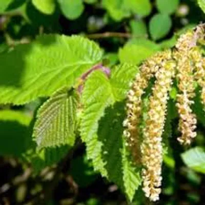 Illustration hazel - Image 2