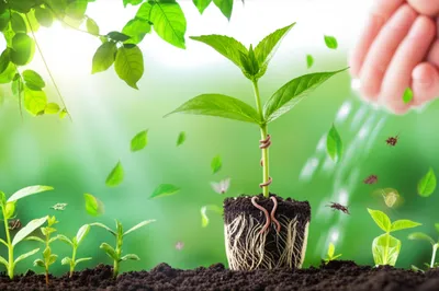 Illustration nurtures - Image 1