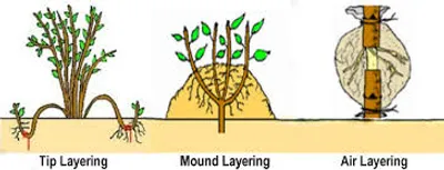 Illustration layer - Image 2