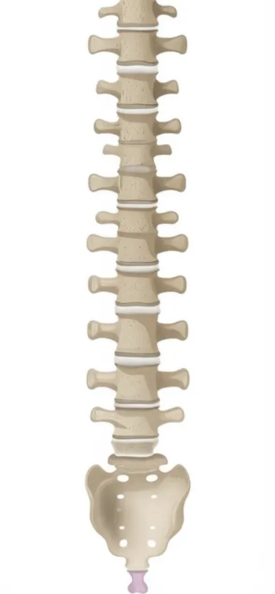 Illustration tailbone - Image 1
