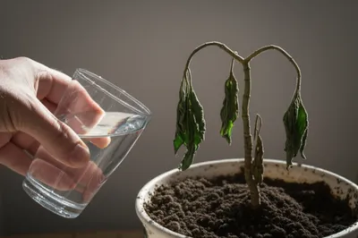 Illustration tipping - Image 1