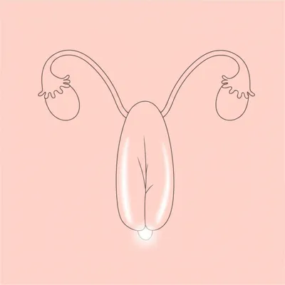 Illustration glans - Image 1