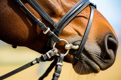 Illustration cavesson