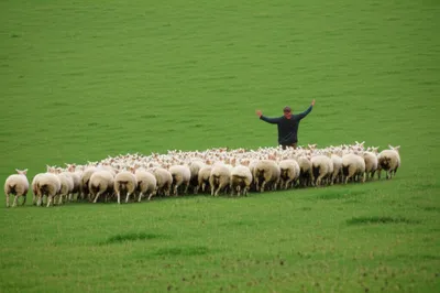 Hình ảnh minh họa gees - Ảnh 1