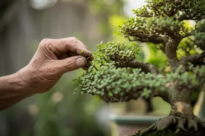 Illustration seasoned - Image 1