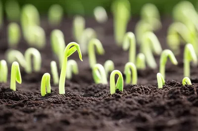 Illustration expectations - Image 1