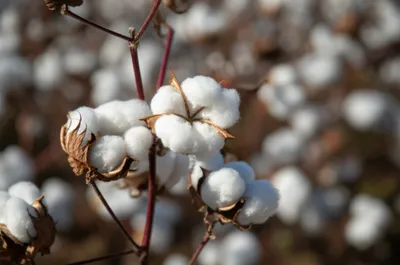 Illustration lint - Image 1