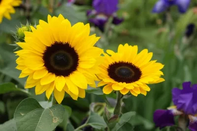 Illustration apposition - Image 1