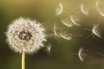 Illustration blown - Image 1