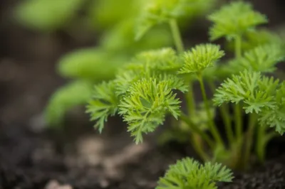 Illustration myrrh - Image 1