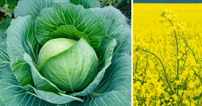 Illustration brassica