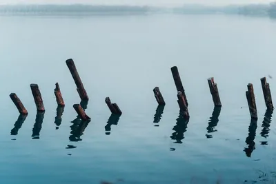 Illustration pales - Image 2