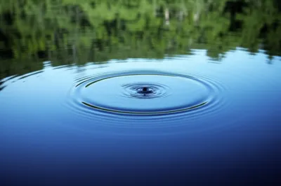 Illustration whorl - Image 1