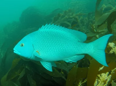 Illustration bluefish - Image 1