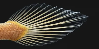 Illustration rays - Image 1
