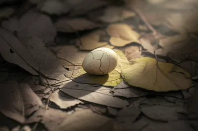 Illustration twitter - Image 1