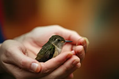 Illustration cradled - Image 1