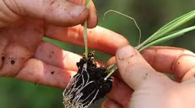 Illustration single - Image 2