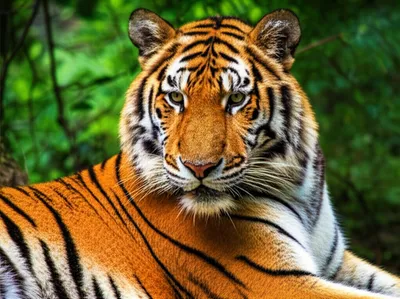 Illustration tigre - Image 1