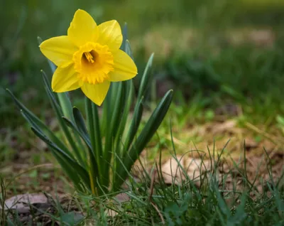 Illustration buttercups - Image 1