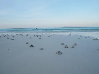 Illustration lugworm - Image 2