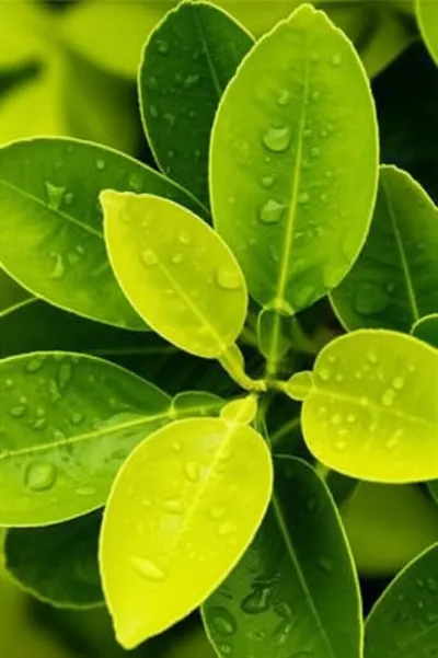 Illustration sulphur - Image 1