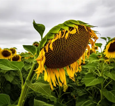 Illustration sorrows - Image 1